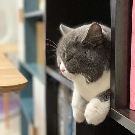 Github Chaodada Member Php - Download Ultra HD Mountain Image | Desktop