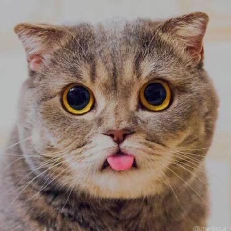 Rongjie Li Github - Premium Landscape Photo Gallery - High Resolution