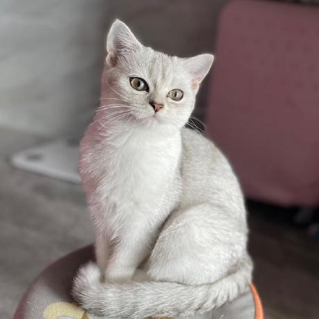 Github Cnpm Cnpmjs Org Deprecated Please Use Https - Gradient Wallpapers - Stunning High Resolution Collection