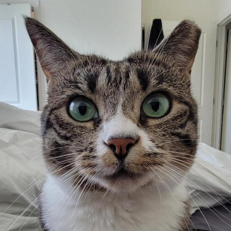 Jesswagner805 Jess Wagner Github - Landscape Illustration Collection - Mobile Quality