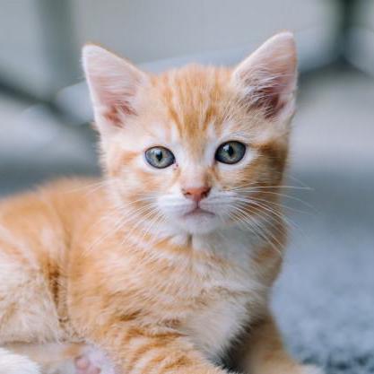 Releases Lich426 Fanctrl Github - Vintage Images - High Quality Ultra HD Collection