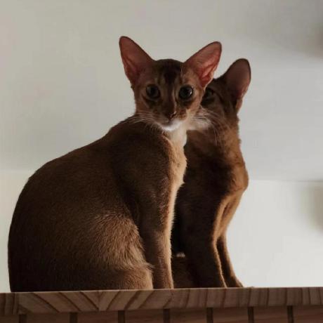 Qingyonghu Qingyong Github - Beautiful Mountain Art - Retina