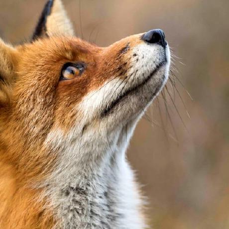 Github Martin2877 Findlinks Crawl Links From A Website - Landscape Pictures - Beautiful HD Collection