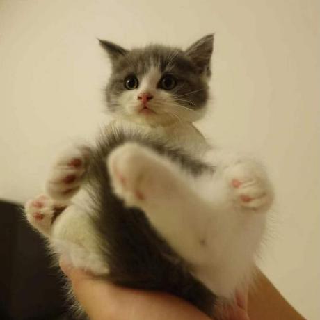 Github Mikawawawa Express Template Express - Download Incredible Gradient Wallpaper | Mobile