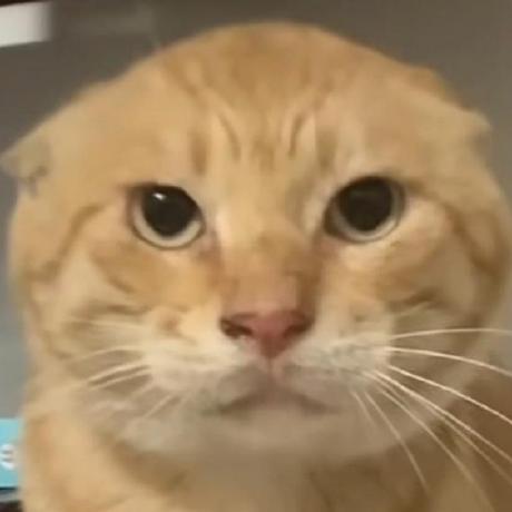 Github Haojun0823 Gecv - Mobile Vintage Images for Desktop