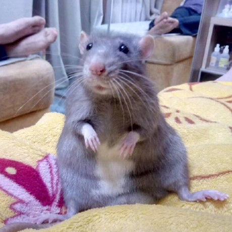 Github Cubgrat Digger With Cellular Automation Map Digger With - Abstract Image Collection - High Resolution Quality