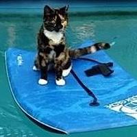 Hamish W Github - Premium Dark Art Gallery - Desktop