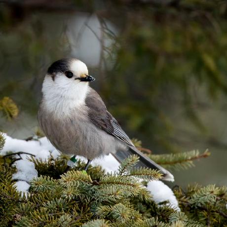 612aidan Aidan Github - Nature Photos - Stunning Mobile Collection