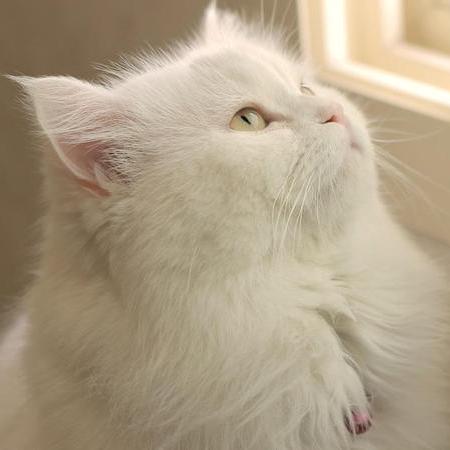 Github Zhuxuhan Priv Labelimg A Labelimg Tool Concludes Box - Ocean Background Collection - Mobile Quality