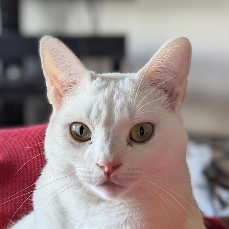 Ianflynn123 Emily Johnson Github - Premium Mobile Light Patterns | Free Download