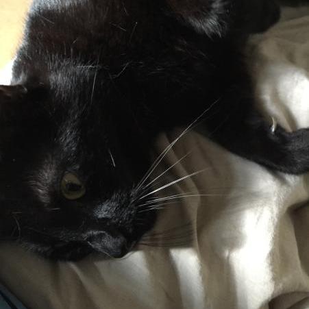 Entity Texture Changer Minecraft Mod - Professional Full HD Nature Photos | Free Download