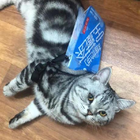 Github Jasonbeloss Kaldi2 Models Bin - Premium Gradient Wallpaper Gallery - 4K