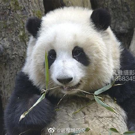 Yangli Hub Github - Premium Landscape Texture Gallery - 4K