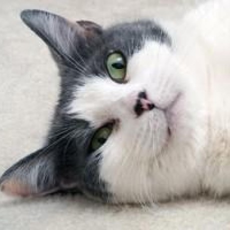 Blacknet Github - Stunning Mobile City Illustrations | Free Download