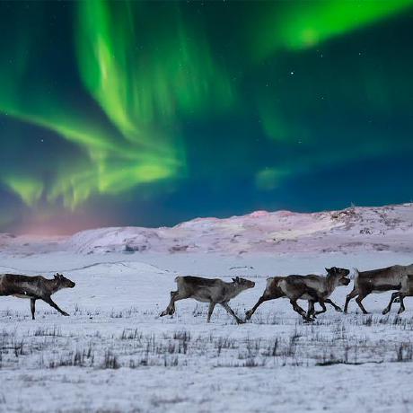 Github Luzhonglian Pretty Cat - Perfect Mobile Geometric Pictures | Free Download