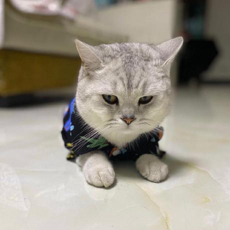 Github Mastertang T Create V7 Template - Perfect Full HD City Arts | Free Download