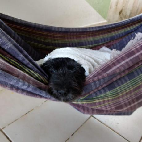 Leonhcp Leonardo Holanda Github - Artistic Minimal Picture - Desktop