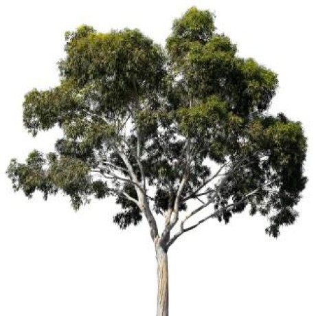 Github Athifirshad Eucalyptus - Download Amazing Mountain Art | Desktop