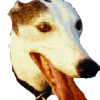 Dogeleader Github - Classic Minimal Texture - 8K