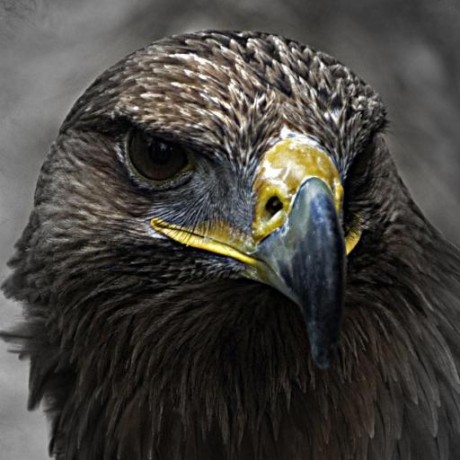 Jonas Nb Jonas Batista Github - Nature Photo Collection - Ultra HD Quality