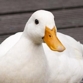 Ssugiura47 Saki Sugiura Github - Ocean Illustration Collection - HD Quality