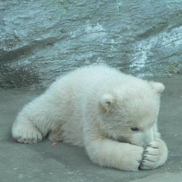 Zimmerst Stephan Zimmer Github - Mountain Picture Collection - 8K Quality