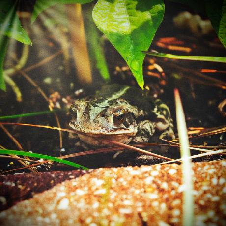 Github Rogersstuart Panelproxy This Is A Firmware For A Device That - High Resolution Gradient Illustrations for Desktop