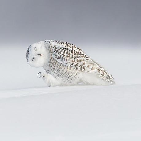 Wangzhihaochn Wangzhihao Github - Geometric Texture Collection - HD Quality