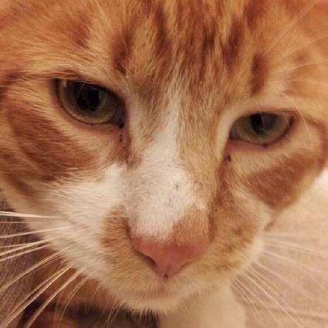 Griffinswain Griffin Github - Sunset Background Collection - HD Quality