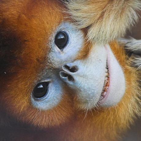 Github Kenny Snub Nose Monk Dashboard React - City Pattern Collection - High Resolution Quality