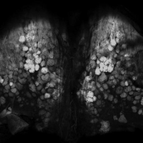 Bobcheung2000 Bob Cheung Github - Incredible Nature Art - Desktop