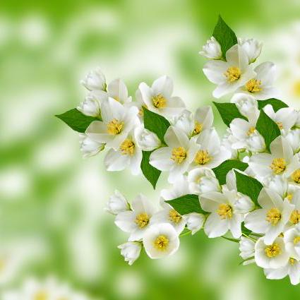 Bryce Jasmine Github - Geometric Photos - Elegant High Resolution Collection