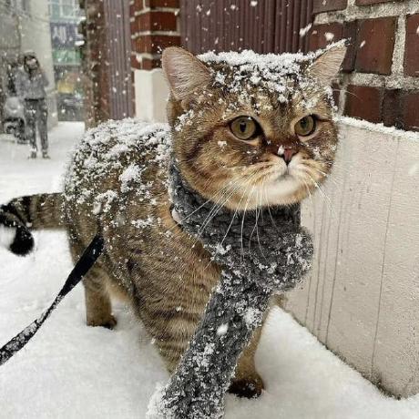 Xinwangsincere Xin Wang Github - Download High Quality Nature Design | Ultra HD