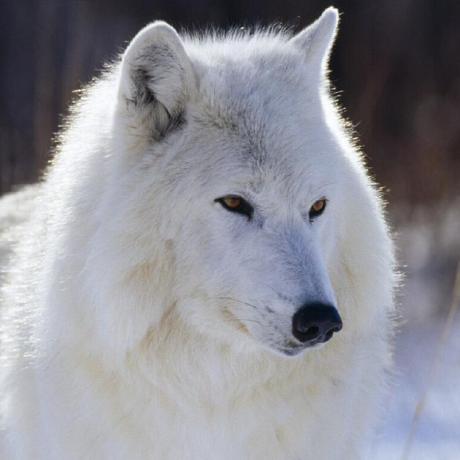 Lin Pengjie Bk 201 Github - Minimal Photos - Classic Retina Collection