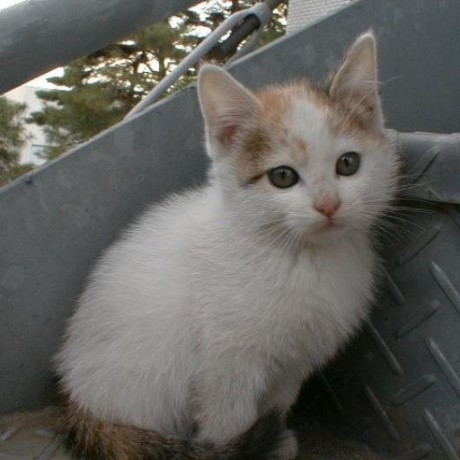 Sunao Sunao Github - 8K Minimal Illustrations for Desktop