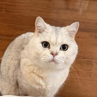 Alex100chen Alex Chen Github - Premium Gradient Art Gallery - Retina