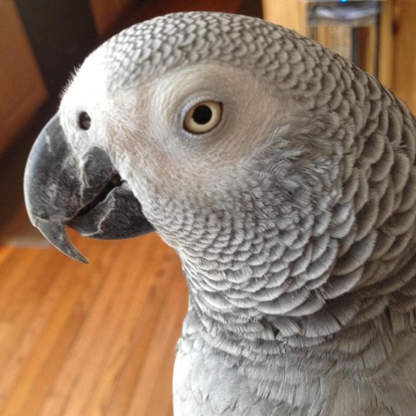 Jjeffers James Jeffers Github - Minimal Illustration Collection - Mobile Quality