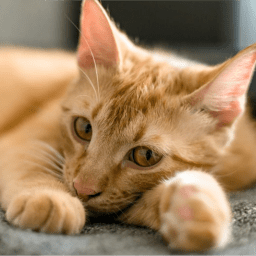 Github Catboy10 Website - Nature Texture Collection - Mobile Quality