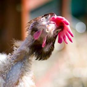 Vivien8261 Vivien Github - Ultra HD Nature Illustration - 8K