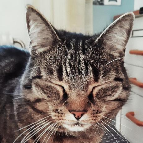 Mdbellini Mauro Bellini Github - Best Nature Illustrations in Desktop