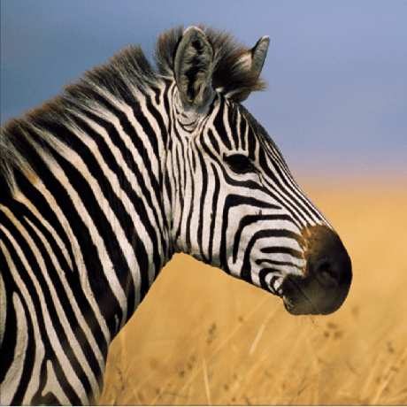 Villezuo Ville Zuo Github - Best Nature Patterns in HD