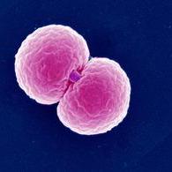 Github Gradlab Rpld Conditional Gwas Code To Reproduce Analyses In - High Resolution Mountain Pictures for Desktop