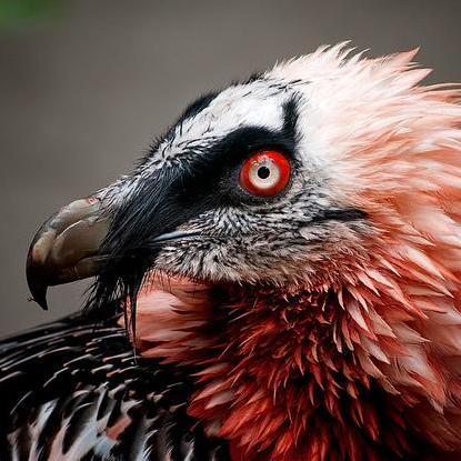 Taimuur Taimur Hassan Github - Sunset Design Collection - 8K Quality