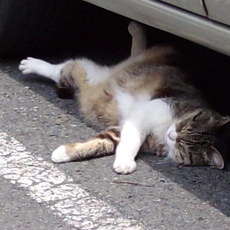 Github Nakamurakko Mauiefcorestudy - Premium Colorful Image Gallery - Retina