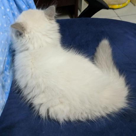 Xuqk Kongkong Github - Minimal Images - Elegant Retina Collection