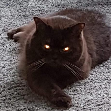 River Stoll Github - Beautiful Vintage Illustration - Desktop