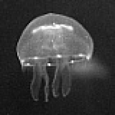 Agathe Vaisse Agathe Vaisse Github - Nature Art Collection - Full HD Quality