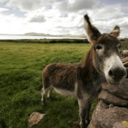 Github Whoisdon Donkeyguide A Guide Created With The Intention Of - Premium Geometric Design Gallery - Mobile