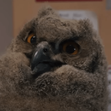 Maplenotes Julius Github - Classic Full HD Sunset Backgrounds | Free Download