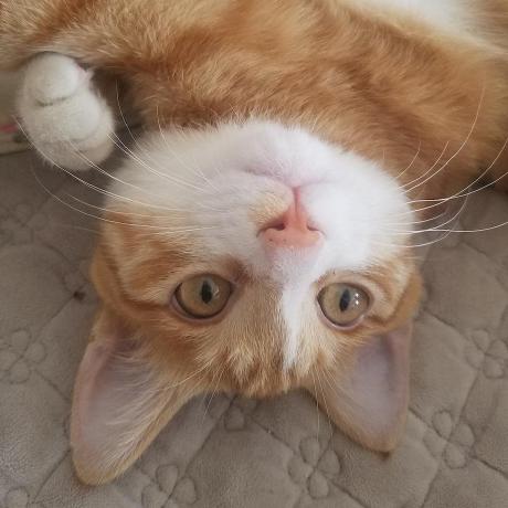 Justin Dsz Github - Mobile Vintage Patterns for Desktop